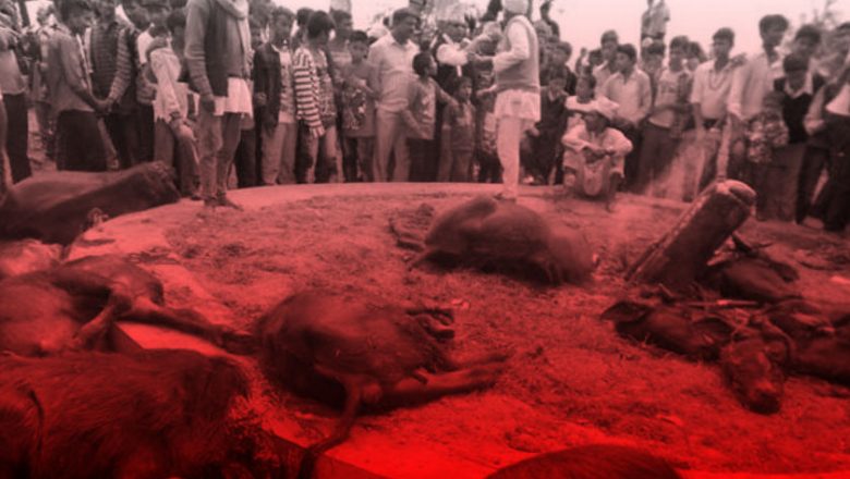 बलि प्रथा : सिडिओबाट जारी एक सूचनाले अस्थालाई रोक्न सक्ला र ?