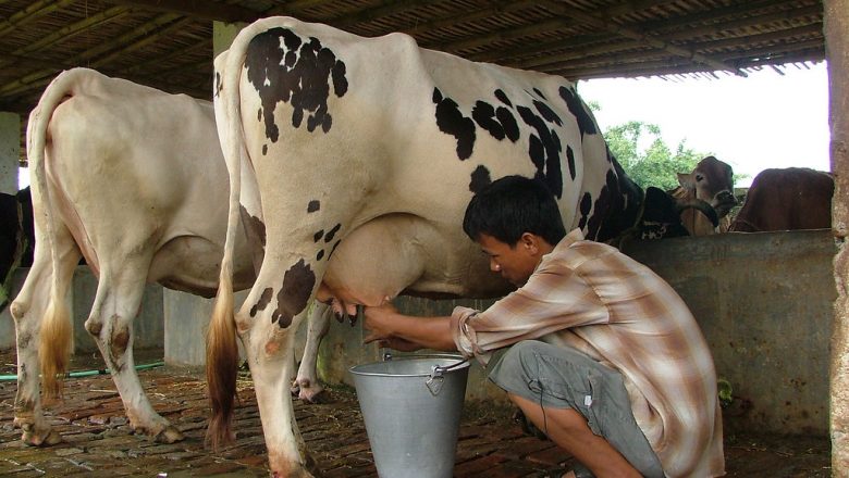 दसैँमा डेरी उद्योग पनि बन्द गरिँदै, २ दिन किसानको दुध नउठ्ने