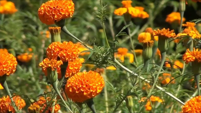 यो वर्ष तिहार ढिला भएपछि सुक्यो सयपत्री