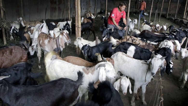 बाख्रापालनबाट एउटै गाउँमा वार्षिक ९० लाख आम्दानी