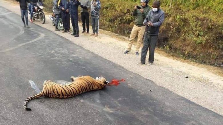 पाटेबाघलाई गाडीको ठक्कर