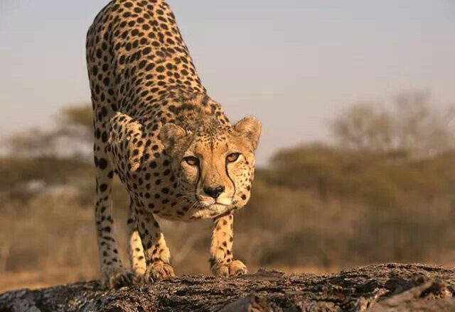 चितुवा मृतावस्थामा फेला