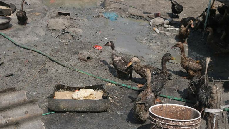 तारकेश्वरमा देखिएको बर्डफ्लु नियन्त्रणमा