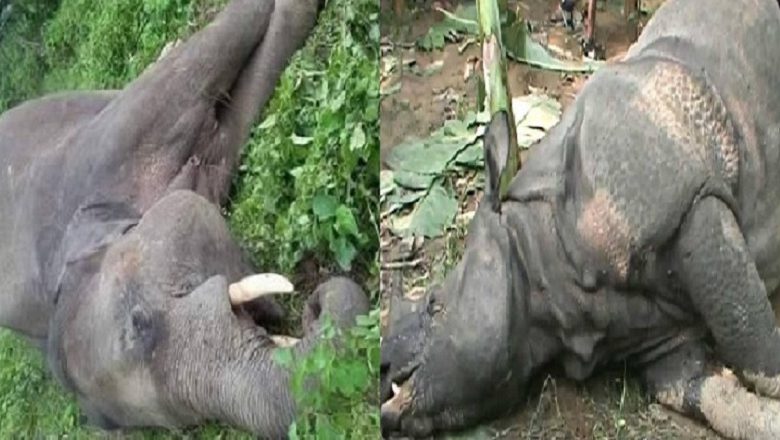 चितवन निकुञ्जमा मरे हात्ती र गैँडा