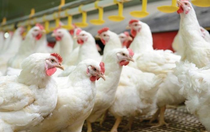 भारतीय कुखुराको तस्करी बढेपछि व्यवसायी चिन्तित