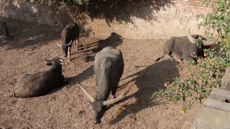 वनमै चिडियाखाना बनाउने योजनाहरु अलपत्र