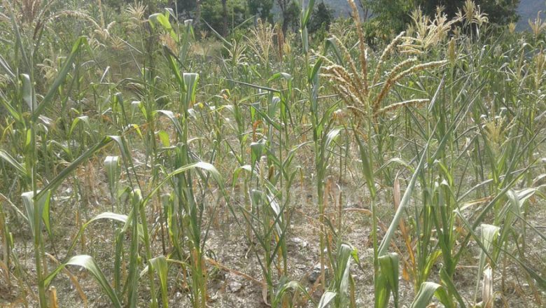 मकैमा अमेरिकी फौजीकीराको प्रकोप