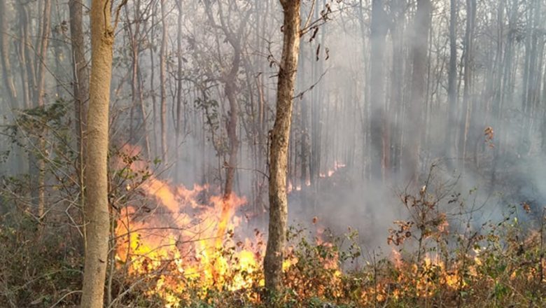 सुर्खेतको काँक्रेविहार संरक्षित क्षेत्रमा आगलागी