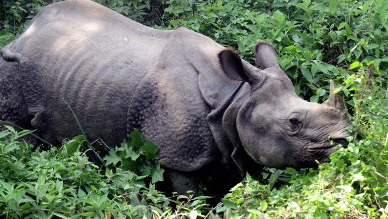 नेपालमा गैँडाको सङ्ख्या ७५२ पुग्यो