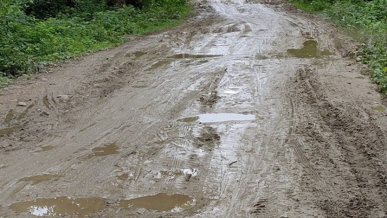 सडकको बीचमा भएको रुखका कारण कालोपत्रे हुन सकेन