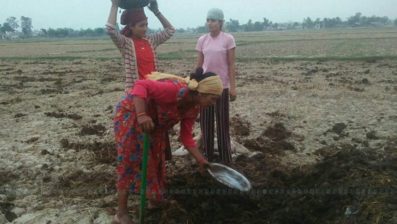 मल नपाइने चिन्ताले धान रोप्ने खेत घटाउँदै छन् कैलालीका किसान