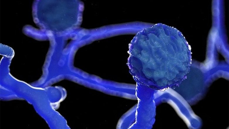 कालो ढुसीले लिन थाल्यो ज्यान, उपचारका लागि छैन औषधि