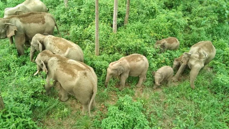 बर्दियामा भारतबाट आएका जंगली हात्तीको लर्को (तस्बिरहरू)