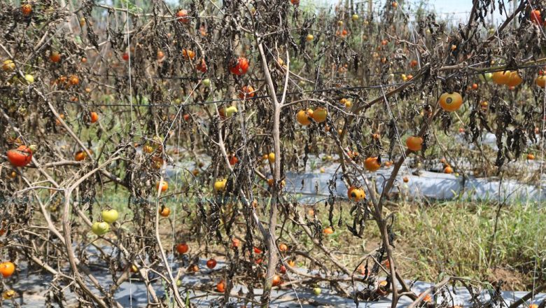 लाखौं मूल्यको तरकारी बारीमै कुहियो, उनले  बिषादी छर्केर बोट नै मारिदिए