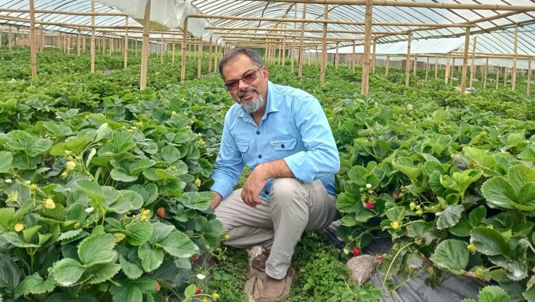 अमेरिकामा पिएचडी गरे, नेपालमा फलाउँदै छन् स्वादिलो स्ट्रबेरी