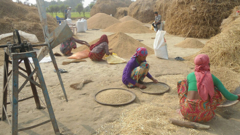 मसिनो धान उत्पादनले आम्दानी दोब्बर, बर्दियाका किसानको दसैं उल्लासमय