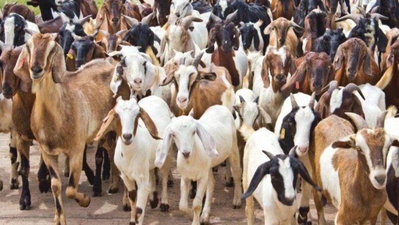 ‘विदेशमाजस्तो दुःख  गरे स्वदेशमा मनग्य आम्दानी गर्न सकिन्छ’