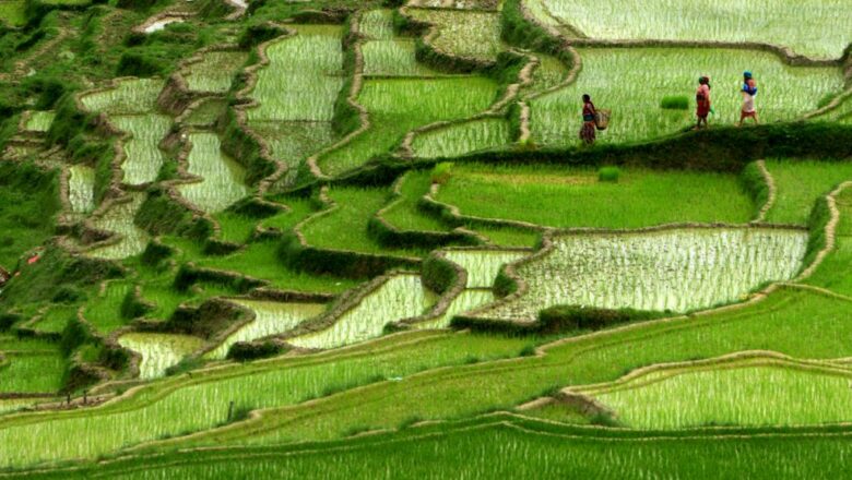 खेतीको मर्म बुझौं, शुतुरमुर्ग नबनौं : डा. कृष्णप्रसाद पौडेल