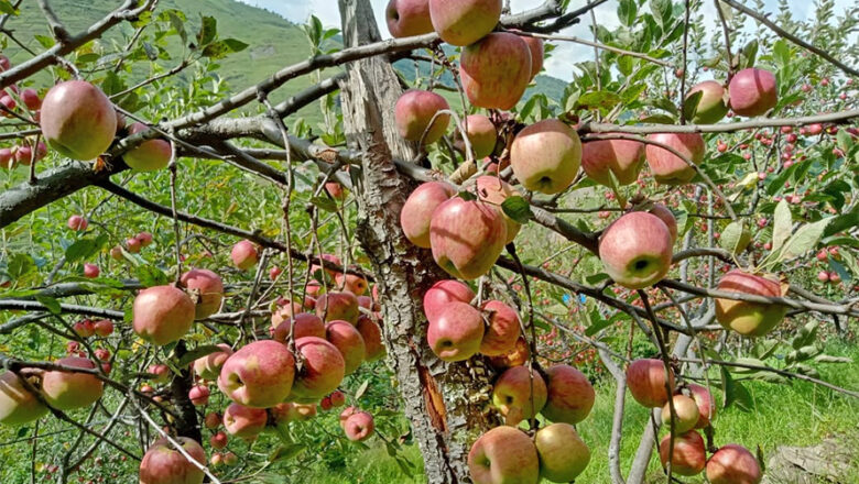 काँचो जुम्ली स्याउ संकलनमा स्थानीयतहको रोक