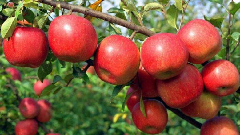 जुम्लामा ५० करोडको स्याउ उत्पादन