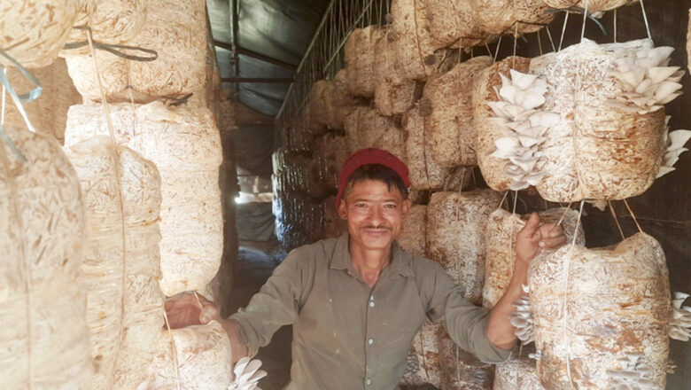 बिदा नपाएर जागिर छाडेका थिए, अहिले खेतीबाट कमाउँछन् महिनामै डेढ लाख