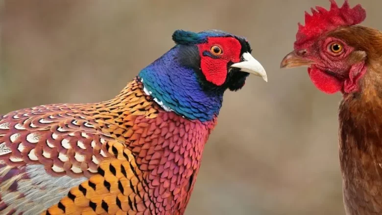 कुखुरा र कालिजपालनतर्फ युवाको आकर्षण बढ्दो