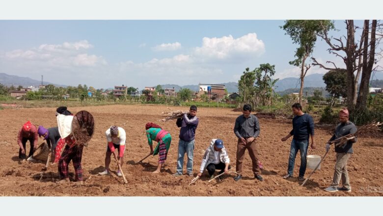 उखुखेती प्रवर्द्धन गर्दै रामपुरका युवा
