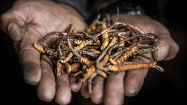 मनाङवासी यार्सागुम्बा टिप्न हिमाली भेगतर्फ