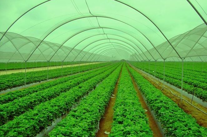 तरकारी खेतीबाट मनग्य आम्दानी