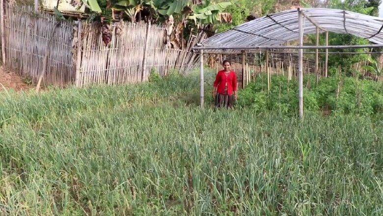 व्यावसायिक कृषिमा आकर्षण