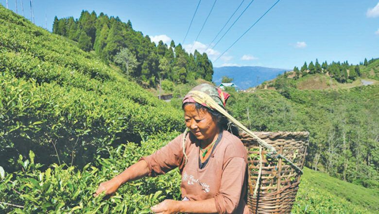 चिया किसानलाई दिइएको प्राविधिक तालिम प्रभावकारी