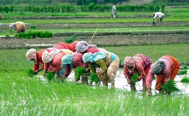 बारामा ६० प्रतिशत रोपाइँ