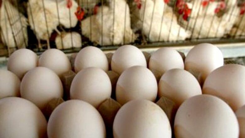 लागत मूल्य पाउँदै अण्डा उत्पादक किसान