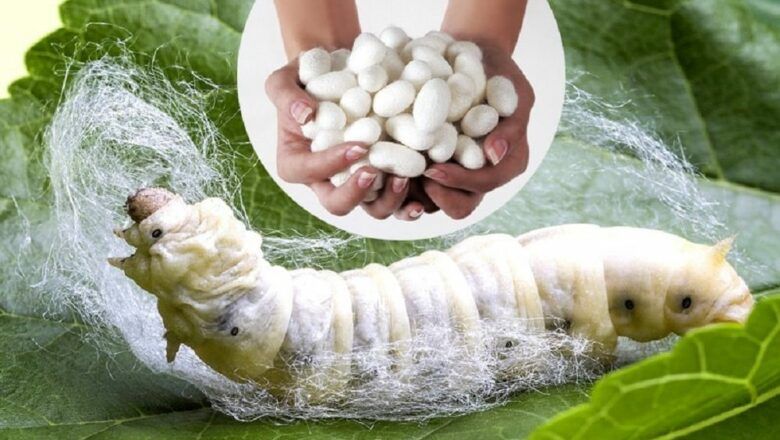 ज्यामिस्वाँरामा व्यावसायिक रेशम किराको खेती